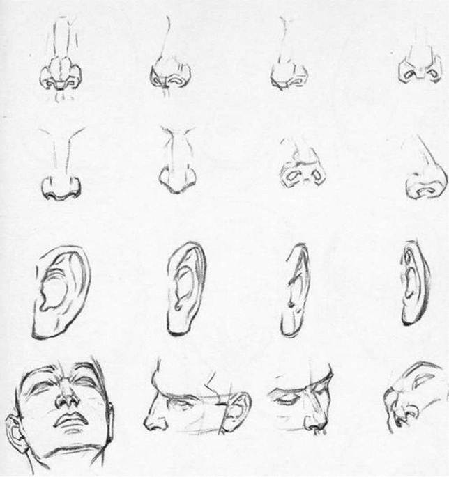 Конструирование носов и ушей