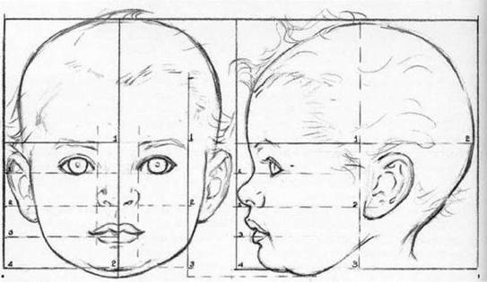 Пропорции детской головы в возрасте 1 год