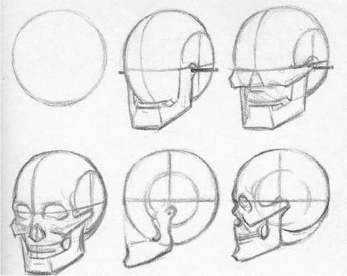 Упрощённая структура черепа