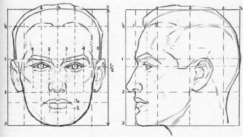 Пропорции мужской головы